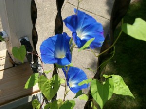 Morning Glories