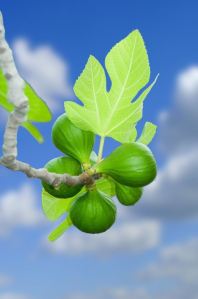 "Learn a lesson from the fig tree. When its branch becomes tender and sprouts leaves, you know that summer is near."