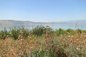 View of Wildflowers, Fields, and Lake Kinnaret (Sea of Galilee) By Adam Jones from Kelowna, BC, Canada [CC BY-SA 2.0], via Wikimedia Commons